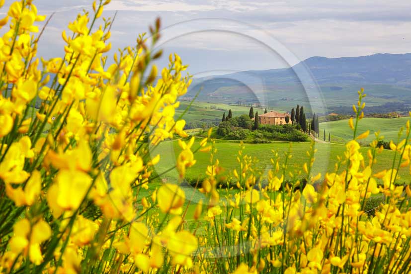 2013 - View of Ginestra yellow flowers with farm in Orcia valley on spring.