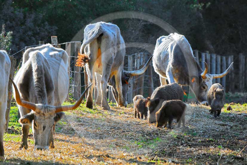 2013 - Cow and boars inside the Uccellina Park at marian di Alberese village in maremma land.