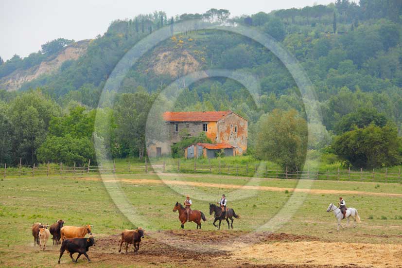 2013 - Tuscan traditional  cowboys named 