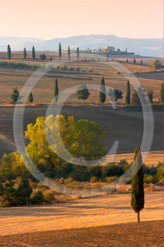   			  			  			2008 - Landscapes with field of bead, cypress line with farm on early morning in
summer, near Monticchiello medieval village, Orcia valley, 28 miles south Siena province.  			
  			
  			
  			
  			