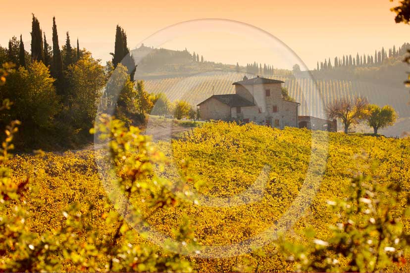 2008 - Landscapes and farm with yellow vineyards on early morning in autumn, near Radda in Chianti village, Chanti land, 21 miles south east Siena province.  			
  			