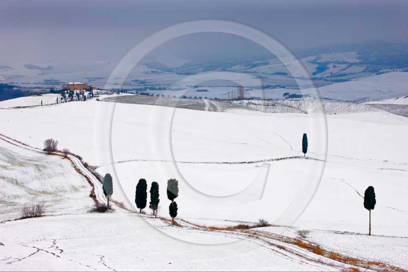 2009 - Landscapes of field of bead with cipress and farm with snow in
winter, Terrapile place, Orcia Valley, near Pienza village, 26 miles
south the province of Siena.  			
  			