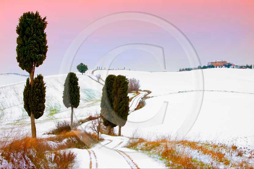 2009 - Landscapes of field of bead with cipress and farm with snow on late afternoon in
winter, Terrapile place, Orcia Valley, near Pienza village, 26 miles
south the province of Siena.  			
  			