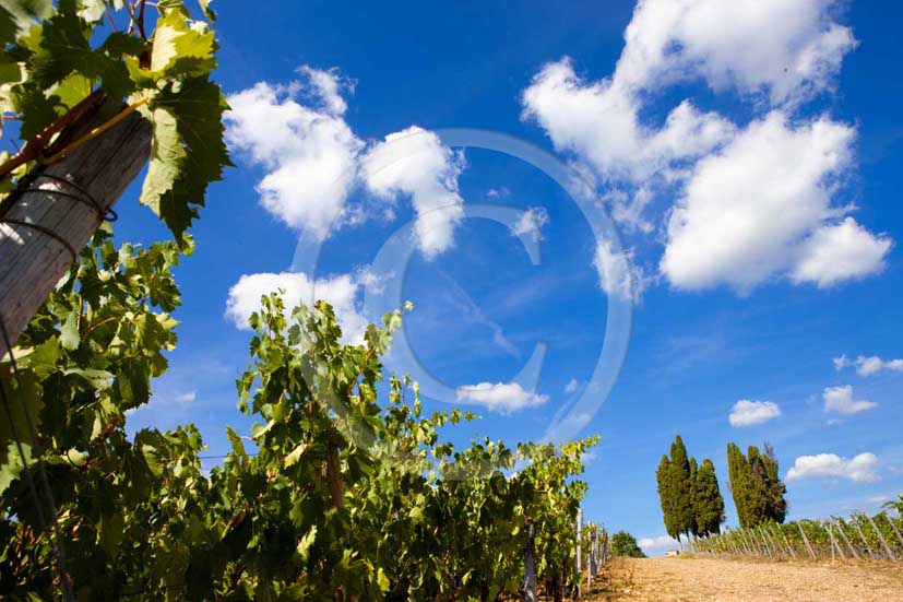   			2009 - Landscapes of vineyards and cipress with white clouds in blue
sky in summer, near Topina place, Chianti land, 13 miles north the
province of Siena.  			
  			
  			