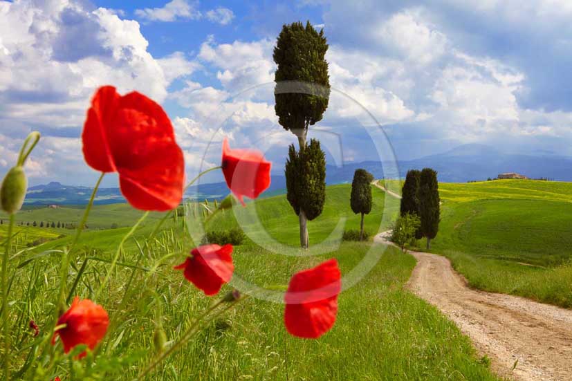 2009 - Landscapes and cipress with red poppies flower in spring, near Pienza village, 22 miles south province of Siena. 