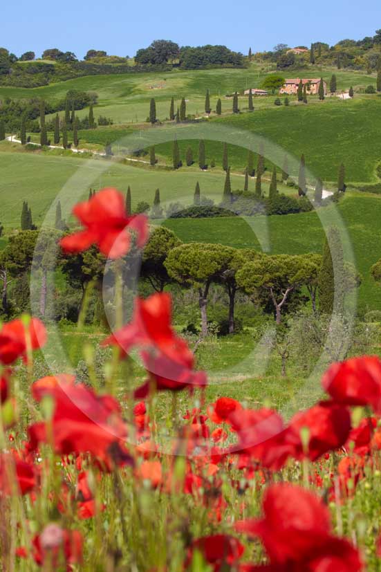 2009 - Landscapes with farm and cipress line in green field of bead
with red poppies in spring, near La Foce place, Orcia valley, 35 miles
south province of Siena.  			
  			