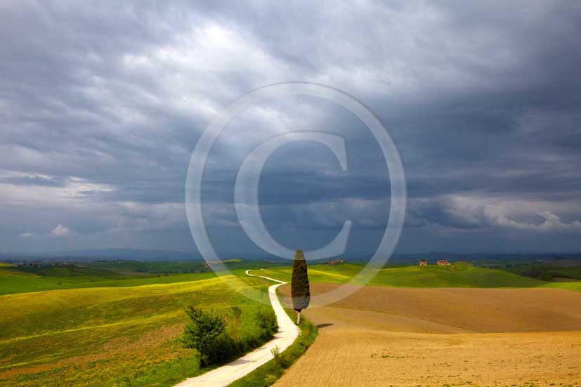 2009 - Landscapes with cipress on traditional tuscan country road before a thunderstorm in spring, near Ville di Corsano village, 11 miles south east Siena province.