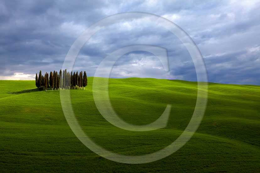 2009 - Landscapes of cipress with green beads in spring, near S.Quirico village, Orcia valley, 15 miles south the province of Siena.