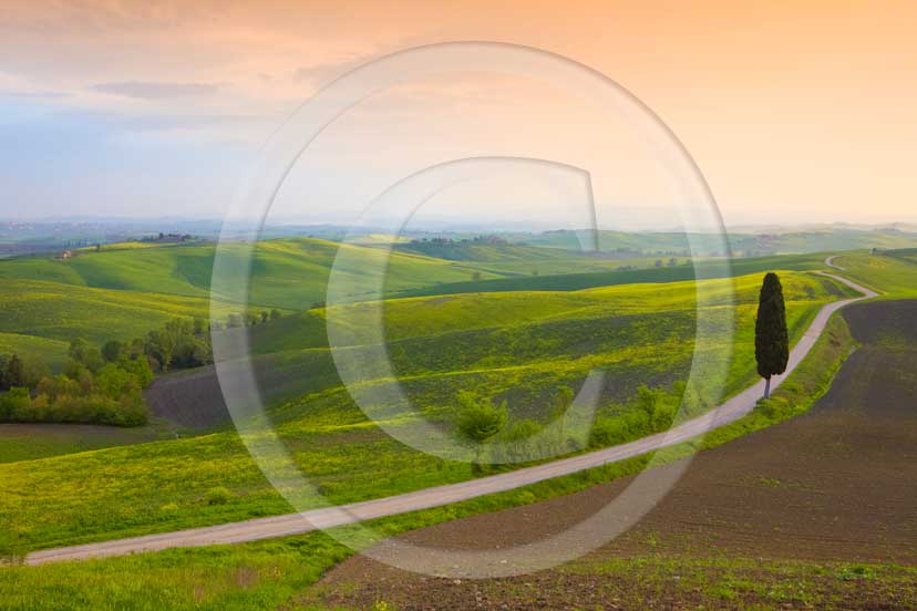 2009 - Landscapes with cipress on traditional tuscan country road on sunset in spring, near Ville di Corsano village, 11 miles south east Siena province.