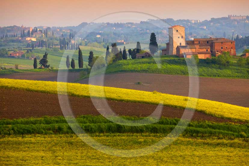 2009 - Landscapes and farm with cipress and yellow Colsa flower near Poggio Prati village on early morning in spring, near Ville di Corsano place, Crete Senesi land, 14 miles est Siena province.