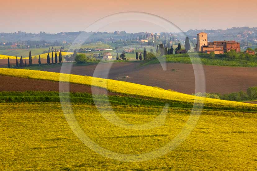 2009 - Landscapes and farm with cipress and yellow Colsa flower near Poggio Prati village on early morning in spring, near Ville di Corsano place, Crete Senesi land, 14 miles est Siena province.