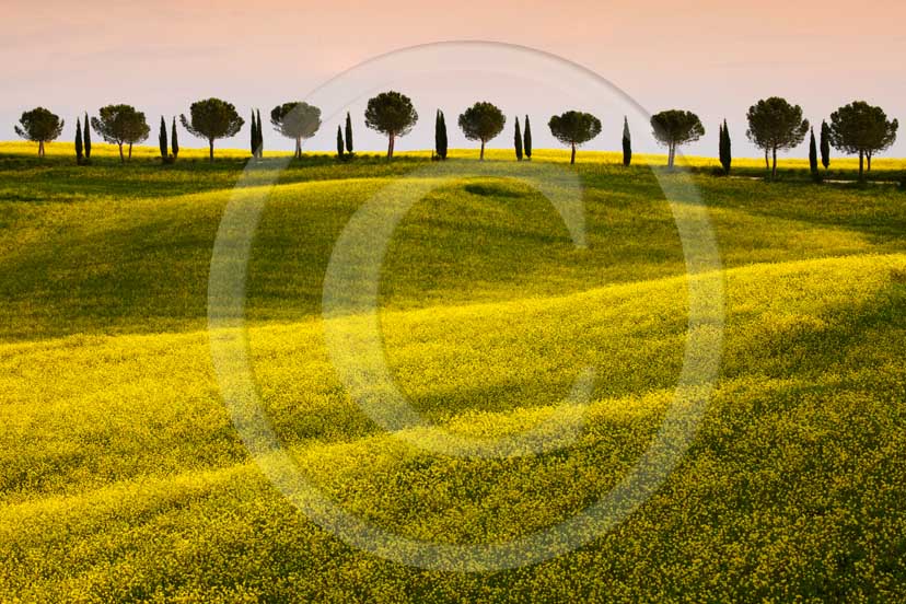 2009 - Landscapes with cipress and pine trees and yellow Colsa flower near Poggio Prati village on early morning in spring, near Ville di Corsano place, Crete Senesi land, 14 miles est Siena province.