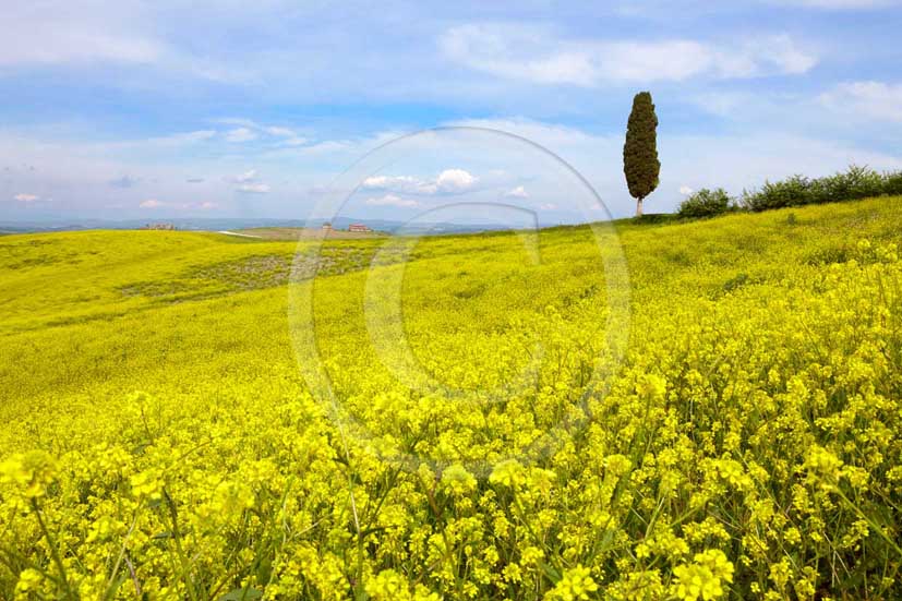 2009 - Landscapes with cipress with yellow colsa flower in spring, near Ville di Corsano village, 11 miles south east Siena province.