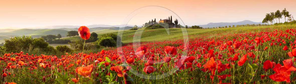 2009 - Panoramic view of farm, cipress and red poppies on early morning in spring, near S.Quirico village, Orcia valley, 21 miles south the province of Siena.