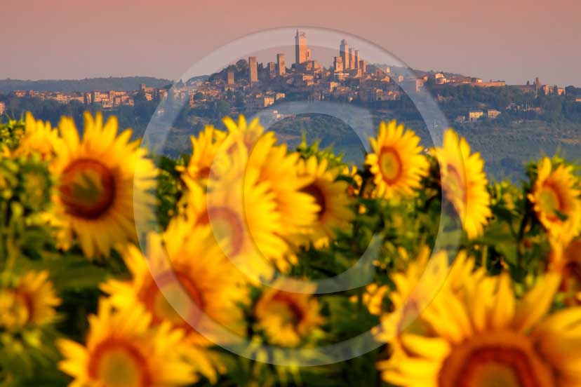 2009 - Landscapes of yellow sunflower with S.Gimignano medieval village on background on sunrise in easter, Elsa valley, 27 miles south the province of Florence.
