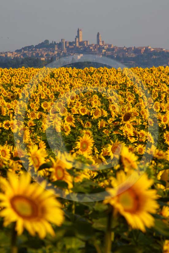 2009 - Landscapes of yellow sunflower with S.Gimignano medieval village on background on sunrise in easter, Elsa valley, 27 miles south the province of Florence.