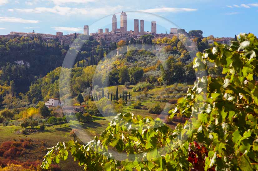 2009 - Landscapes of vineyards with S.Gimignano medieval village in background on autumn in early morning, Elsa valley, Chianti land, 30 km south Florence province.