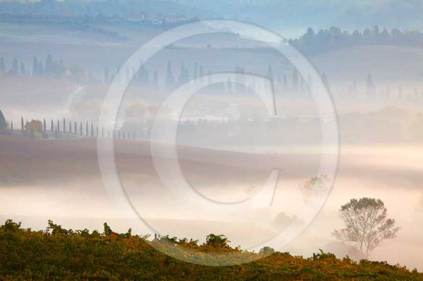 2009 - Landscapes of vineyards and cipress on sunrise with fog in autumn, near Quercegrossa village, Chianti land, 15 miles north Siena province.  			
  			