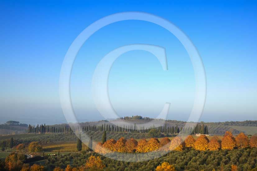 2009 - Landscapes of cipress line, yellow - orange trees and olives on early morning with fog in autumn, Lilliano place, Chianti land, 20 miles north Siena province.  			
  			
