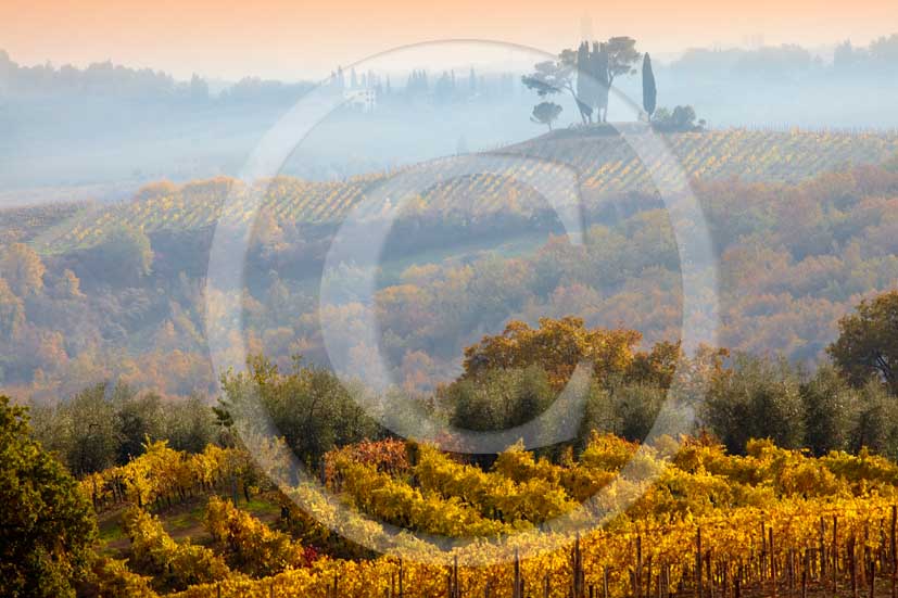   			2009 - Landscapes of yellow vineyards on late afternoon in autumn, near Quercegrossa village, Chianti land, 12 miles north Siena province.