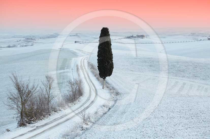 2009 - Landscapes of Cypress  and country road with snow in winter before sunrise, near Ville di Corsano place, 8 miles south Siena province.  			  			
  			
  			