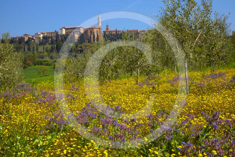 2010 - View of Pienza medieval village through olives and yellow colsa flower in spring, Orcia valley, 18 miles south the province of Siena.