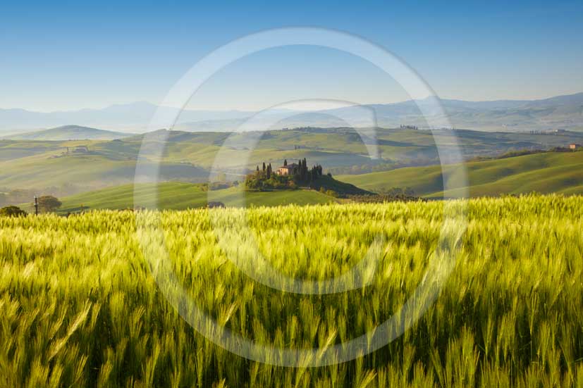 2010 - Landscapes and farm in green field of bead in early morning on spring, Orcia valley, near S. Quirico medieval village, 28 miles south the province of Siena.