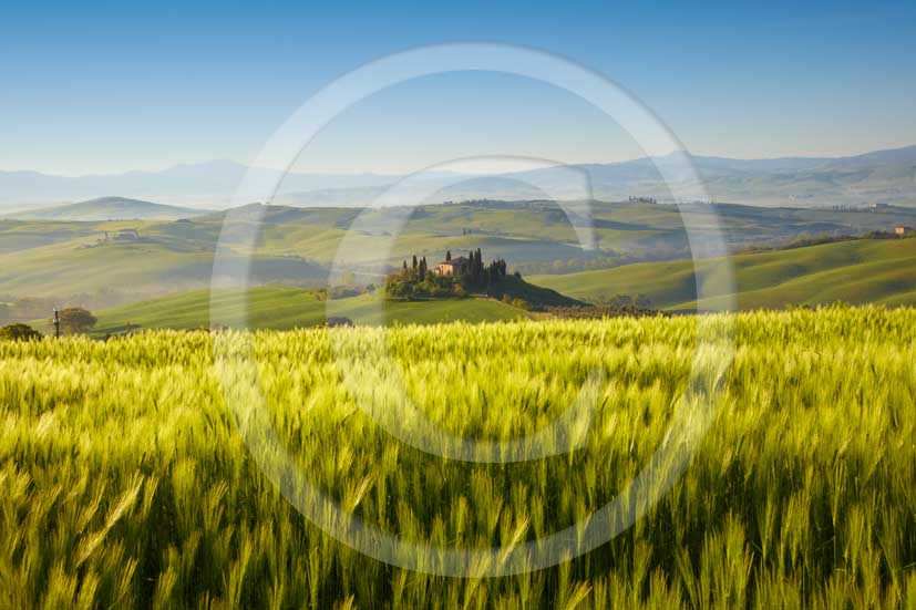 2010 - Landscapes and farm in green field of bead in early morning on spring, Orcia valley, near S. Quirico medieval village, 28 miles south the province of Siena.