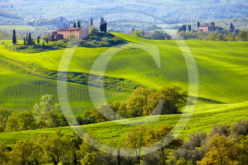 2010 - Landscape with farm and cipress in green field of bead on early morning in spring, Orcia valley, near Torrita of Siena village, 35 miles south Siena province