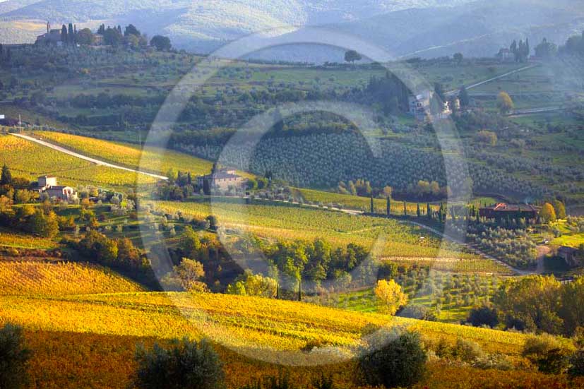 2011 - view of vineyard near Panzano village in Chianti Classico land.