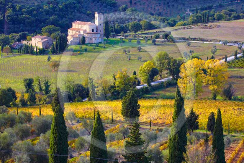 2011 - View of Saint Antimo abbay with yellow vineyards in autumn, Arbia valley, near Montalcino village.