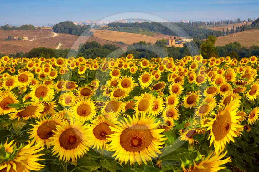 2011 - Yellow sunflower in Crete Senesi land.