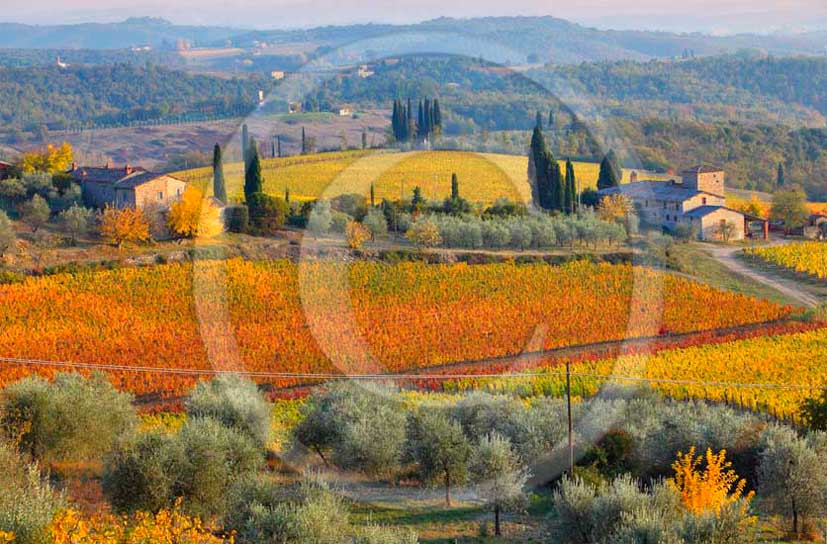 2011 - View of yellow red orange green colorated vineyards with farm near Monti di Sopra village in autumn in Chianti Classico land.