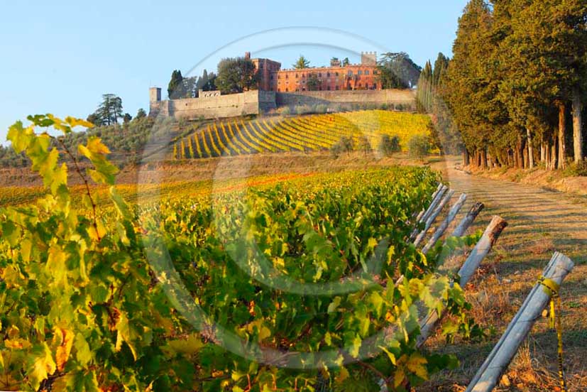 2011 - View of yellow red orange green colorated vineyards in autumn at Castle of Brolio farm in Chianti Classico land.