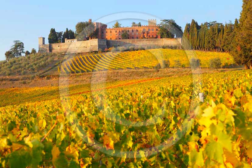 2011 - View of yellow red orange green colorated vineyards in autumn at Castle of Brolio farm in Chianti Classico land.