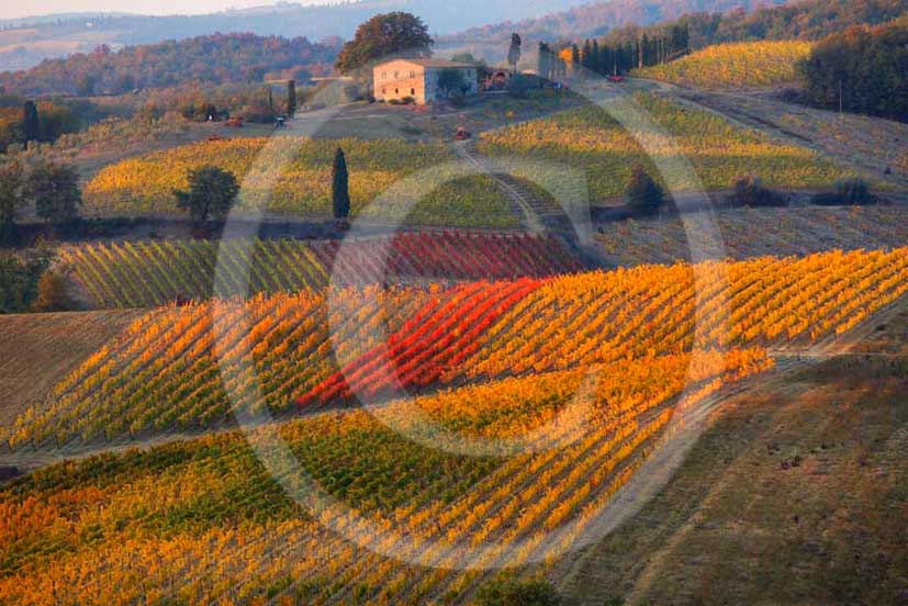 2011 - View of yellow red orange green colorated vineyards in autumn in Chianti Classico land.