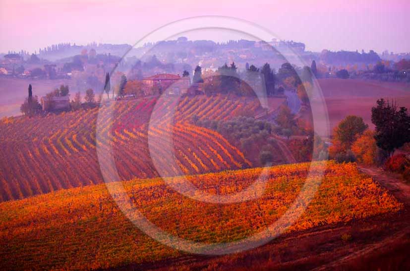 2011 - View of yellow red orange green colorated vineyards in autumn in Chianti Classico land.