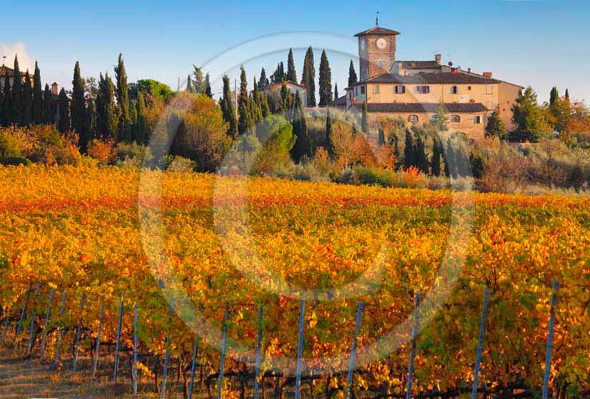 2011 - View of yellow red orange green colorated vineyards with farm in autumn in Chianti Classico land.